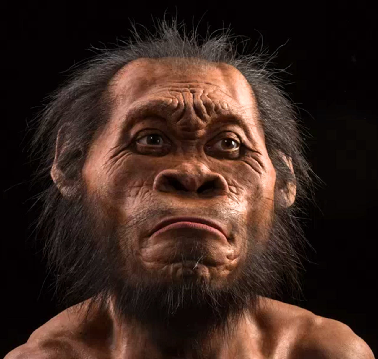 Homo Naledi picture image